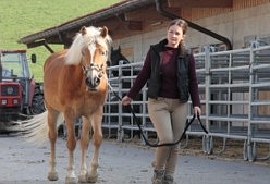 Haflinger